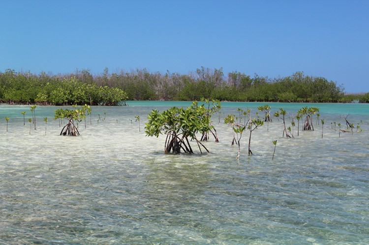 Mangroven van Cayo Guillermo, Cuba